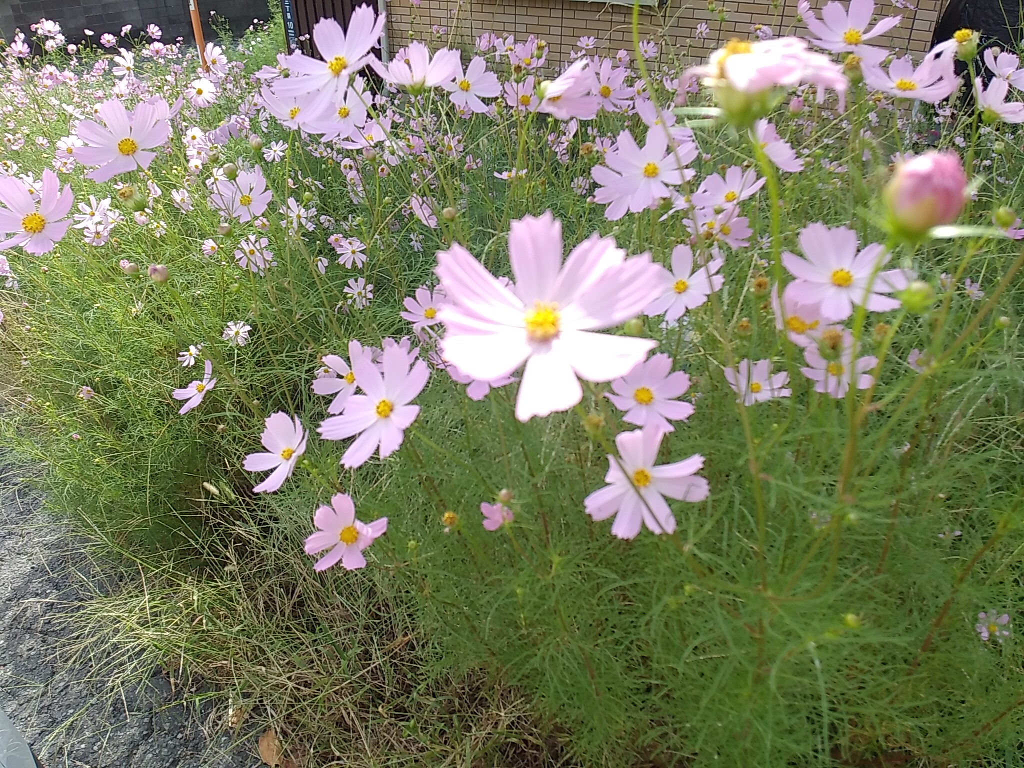 秋桜 | 扶桑工業株式会社